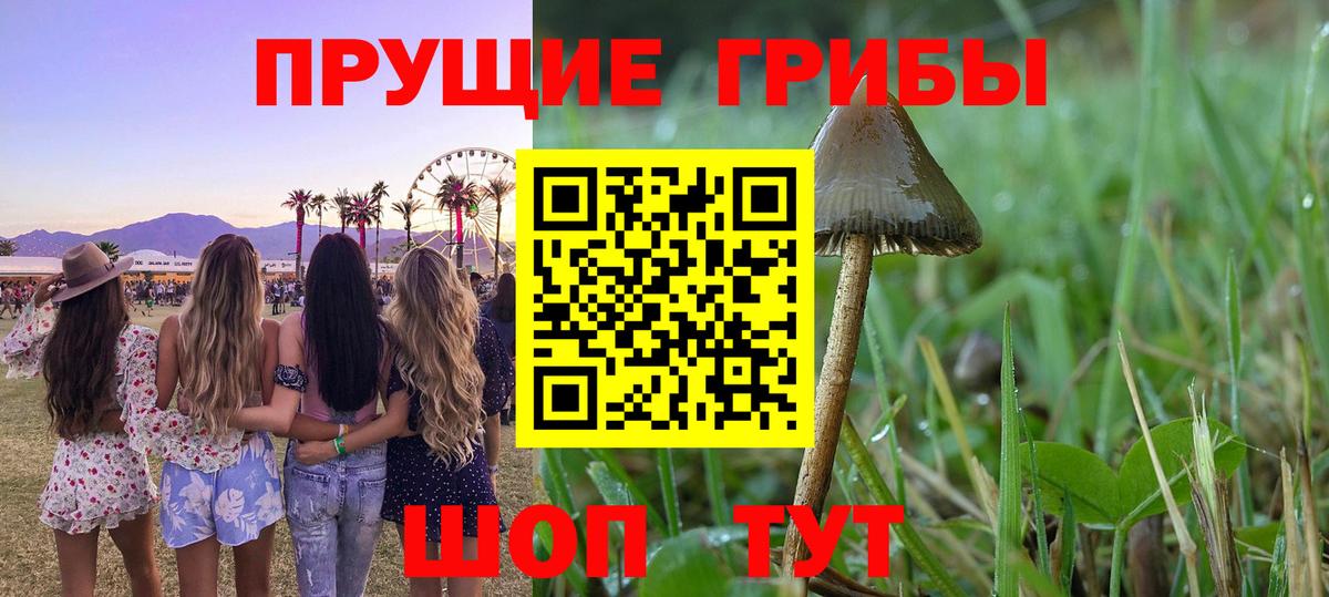 Галлюциногенные грибы Psilocybine cubensis Таганрог